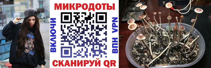 Псилоцибиновые грибы Cubensis  Строитель 